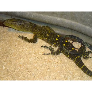 Crocodile Monitors For Sale