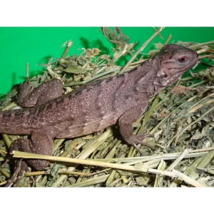 Rock Iguanas For Sale