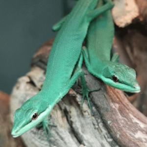 Emerald Grass Lizard For Sale