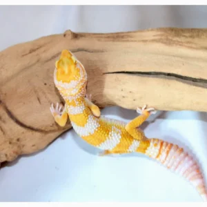 GIANT TREMPER Leopard Geckos For Sale