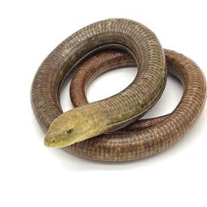 European Legless Lizard for Sale