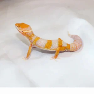 Giant Emerine Tremper (Male) Leopard Gecko For Sale
