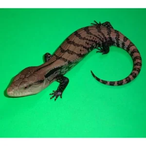 Halmahera Blue Tongue Skinks For Sale