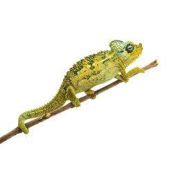 High Casque Chameleon For Sale