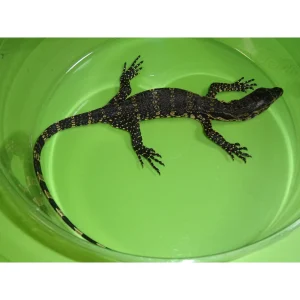 Java Water Monitors For Sale