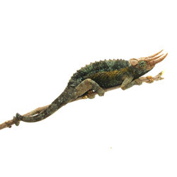 Kenyan Jackson's Chameleon For Sale