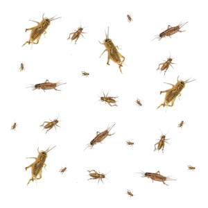 Crickets For Sale