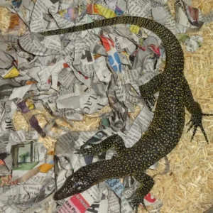 Mangrove Monitors For Sale 