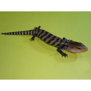 Merauke Blue Tongue Skinks For Sale