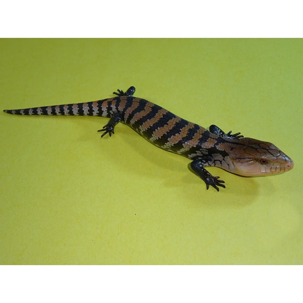 Merauke Blue Tongue Skinks For Sale