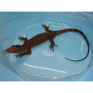 OBI Water Monitors For Sale
