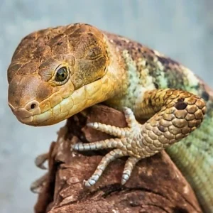 Prehensile Tail Skinks For Sale
