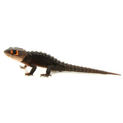 Red Eyed Armored Lizard For Sale