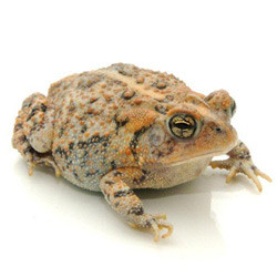 Southern Toad For Sale