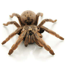 Stripe Knee Tarantula For Sale