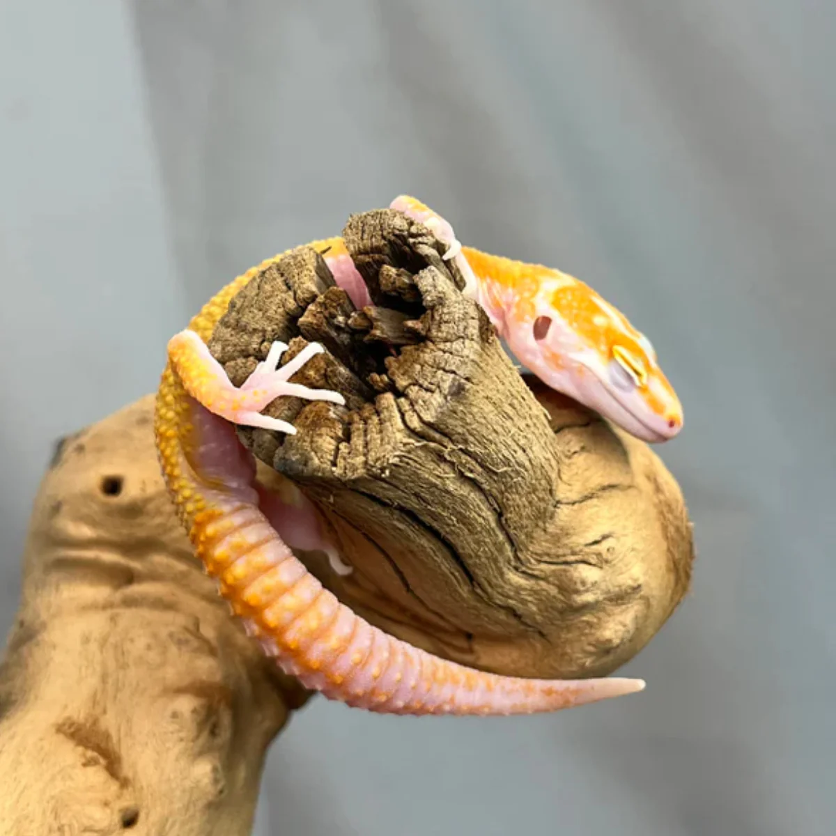 Tremper Leopard Gecko Female For Sale