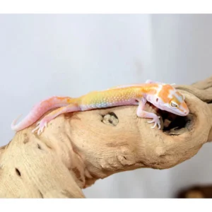 Tremper Reverse Stripe Leopard Gecko For Sale