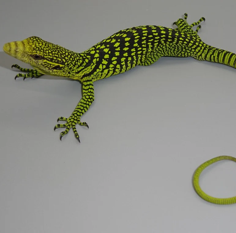Yellow Tree Monitors For Sale