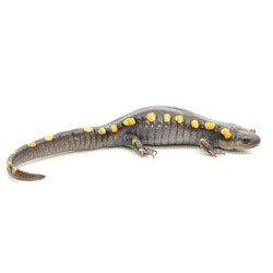 Spotted Salamander For Sale