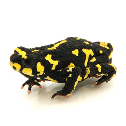 Bumblebee Toad For Sale
