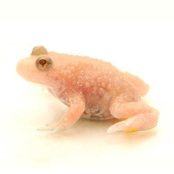 Albino Firebelly Toad For Sale