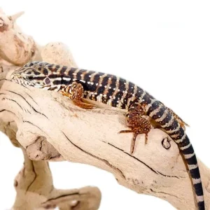 Red Argentine Tegus For Sale