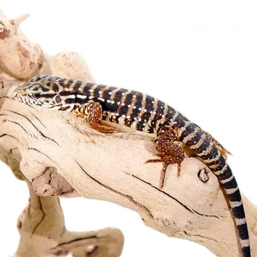Red Argentine Tegus For Sale